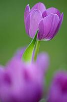 Tulips (Tulpia), Kempen, Viersen district, North Rhine-Westphalia, Germany [IBR124876449]