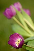 Tulips (Tulpia), Kempen, Viersen district, North Rhine-Westphalia, Germany [IBR124876450]
