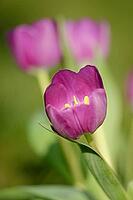 Tulips (Tulpia), Kempen, Viersen district, North Rhine-Westphalia, Germany [IBR124876453]