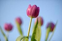 Tulips (Tulpia), Kempen, Viersen district, North Rhine-Westphalia, Germany [IBR124876454]