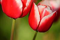 Tulips (genus Tulipa), Kempen, Viersen district, North Rhine-Westphalia, Germany [IBR124876455]