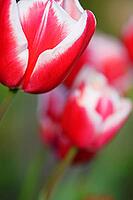 Tulips (genus Tulipa), Kempen, Viersen district, North Rhine-Westphalia, Germany [IBR124876457]