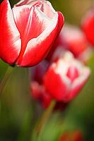 Tulips (genus Tulipa), Kempen, Viersen district, North Rhine-Westphalia, Germany [IBR124876458]