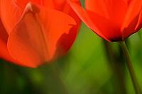 Tulips (genus Tulipa), Kempen, Viersen district, North Rhine-Westphalia, Germany [IBR124876459]