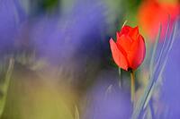 Tulips (genus Tulipa), Kempen, Viersen district, North Rhine-Westphalia, Germany [IBR124876461]