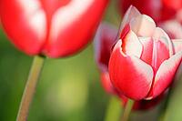 Tulips (genus Tulipa), Kempen, Viersen district, North Rhine-Westphalia, Germany [IBR124876462]