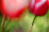 Tulips (genus Tulipa), Kempen, Viersen district, North Rhine-Westphalia, Germany [IBR124876463]