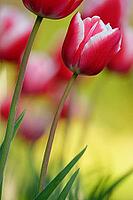 Tulips (genus Tulipa), Kempen, Viersen district, North Rhine-Westphalia, Germany [IBR124876464]