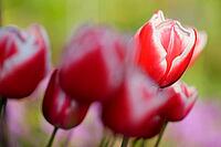 Tulips (genus Tulipa), Kempen, Viersen district, North Rhine-Westphalia, Germany [IBR124876467]