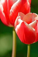 Tulips (genus Tulipa), Kempen, Viersen district, North Rhine-Westphalia, Germany [IBR124876468]