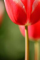 Tulips (genus Tulipa), Kempen, Viersen district, North Rhine-Westphalia, Germany [IBR124876469]