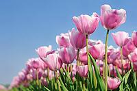 Tulips (Tulpia), fields at Kojkenhof, Netherlands [IBR124876472]