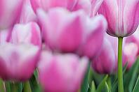 Tulips (Tulpia), fields at Kojkenhof, Netherlands [IBR124876475]