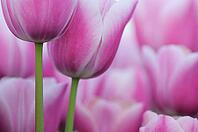Tulips (Tulpia), fields at Kojkenhof, Netherlands [IBR124876476]