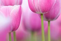 Tulips (Tulpia), fields at Kojkenhof, Netherlands [IBR124876477]