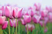 Tulips (Tulpia), fields at Kojkenhof, Netherlands [IBR124876478]