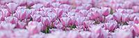 Tulips (Tulpia), fields at Kojkenhof, Netherlands [IBR124876479]