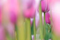 Tulips (Tulpia), fields at Kojkenhof, Netherlands [IBR124876480]