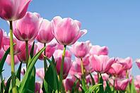 Tulips (Tulpia), fields at Kojkenhof, Netherlands [IBR124876481]