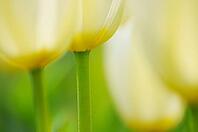 Tulips (Tulpia), fields at Kojkenhof, Netherlands [IBR124876484]