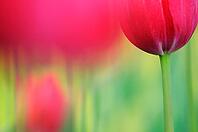 Tulips (Tulpia), fields at Kojkenhof, Netherlands [IBR124876486]