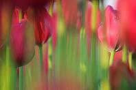 Tulips (Tulpia), fields at Kojkenhof, Netherlands [IBR124876487]