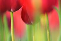 Tulips (Tulpia), fields at Kojkenhof, Netherlands [IBR124876488]