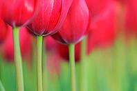 Tulips (Tulpia), fields at Kojkenhof, Netherlands [IBR124876489]