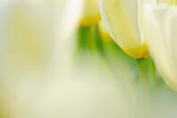 Tulips (Tulpia), fields at Kojkenhof, Netherlands [IBR124876491]
