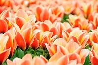Tulips (Tulpia), field near the Keukenhof, Am Lisse, Netherlands [IBR124876492]