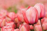Tulips (Tulpia), field near the Keukenhof, Am Lisse, Netherlands [IBR124876493]
