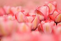Tulips (Tulpia), field near the Keukenhof, Am Lisse, Netherlands [IBR124876494]