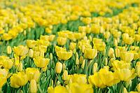 Tulips (Tulpia), field near the Keukenhof, Am Lisse, Netherlands [IBR124876495]