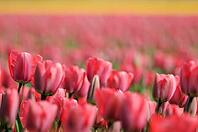 Tulips (Tulpia), field near the Keukenhof, Am Lisse, Netherlands [IBR124876496]