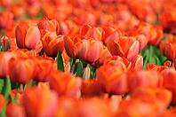 Tulips (Tulpia), field near the Keukenhof, Am Lisse, Netherlands [IBR124876497]