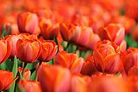 Tulips (Tulpia), field near the Keukenhof, Am Lisse, Netherlands [IBR124876498]