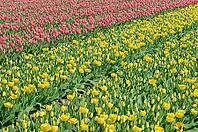 Tulips (Tulpia), field near the Keukenhof, Am Lisse, Netherlands [IBR124876499]