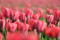 Tulips (Tulpia), field near the Keukenhof, Am Lisse, Netherlands [IBR124876500]