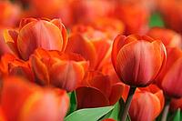 Tulips (Tulpia), field near the Keukenhof, Am Lisse, Netherlands [IBR124876501]