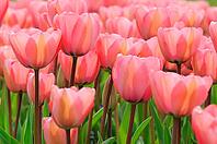 Tulips (Tulpia), field near the Keukenhof, Am Lisse, Netherlands [IBR124876502]