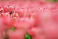 Tulips (Tulpia), field near the Keukenhof, Am Lisse, Netherlands [IBR124876503]