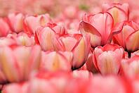 Tulips (Tulpia), field near the Keukenhof, Am Lisse, Netherlands [IBR124876504]
