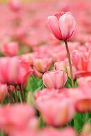 Tulips (Tulpia), field near the Keukenhof, Am Lisse, Netherlands [IBR124876506]
