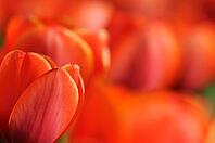 Tulips (Tulpia), field near the Keukenhof, Am Lisse, Netherlands [IBR124876508]