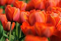 Tulips (Tulpia), field near the Keukenhof, Am Lisse, Netherlands [IBR124876509]
