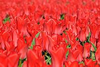Red tulips (Tulpia), field near the Keukenhof, Am Lisse, Netherlands [IBR124876512]