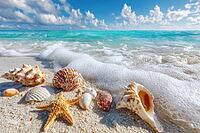 Shells and starfish on the beach, generative AI, AI generated [IBR124891307]