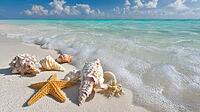 Shells and starfish on the beach, generative AI, AI generated [IBR124891308]
