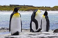 South America, Falkland Islands, Malvinas, East Falklands, South Atlantic, Port Stanley, Public Jetty, Falklands Conservation, Cape Pembroke, Blanco Bay, Yorke Point, Penguin, Penguins, King Penguin, Donkey Penguin, Bertha's Beach, Beach Point, Rockery Ba [IBR124897449]
