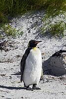South America, Falkland Islands, Malvinas, East Falklands, South Atlantic, Port Stanley, Public Jetty, Falklands Conservation, Cape Pembroke, Blanco Bay, Yorke Point, Penguin, Penguins, King Penguin, Donkey Penguin, Bertha's Beach, Beach Point, Rockery Ba [IBR124897502]